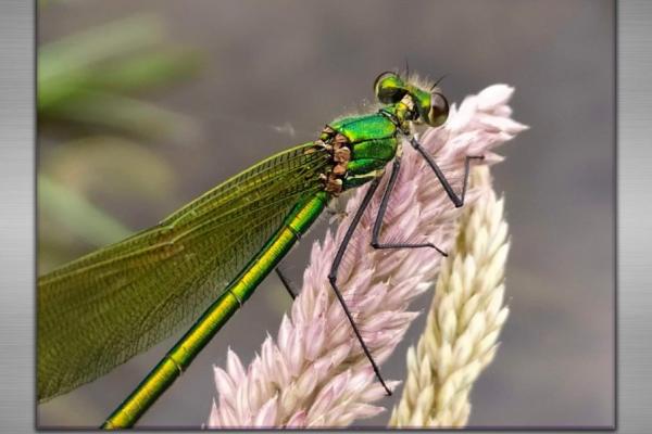 Exposición de fotografía: Pequeña fauna silvestre a...